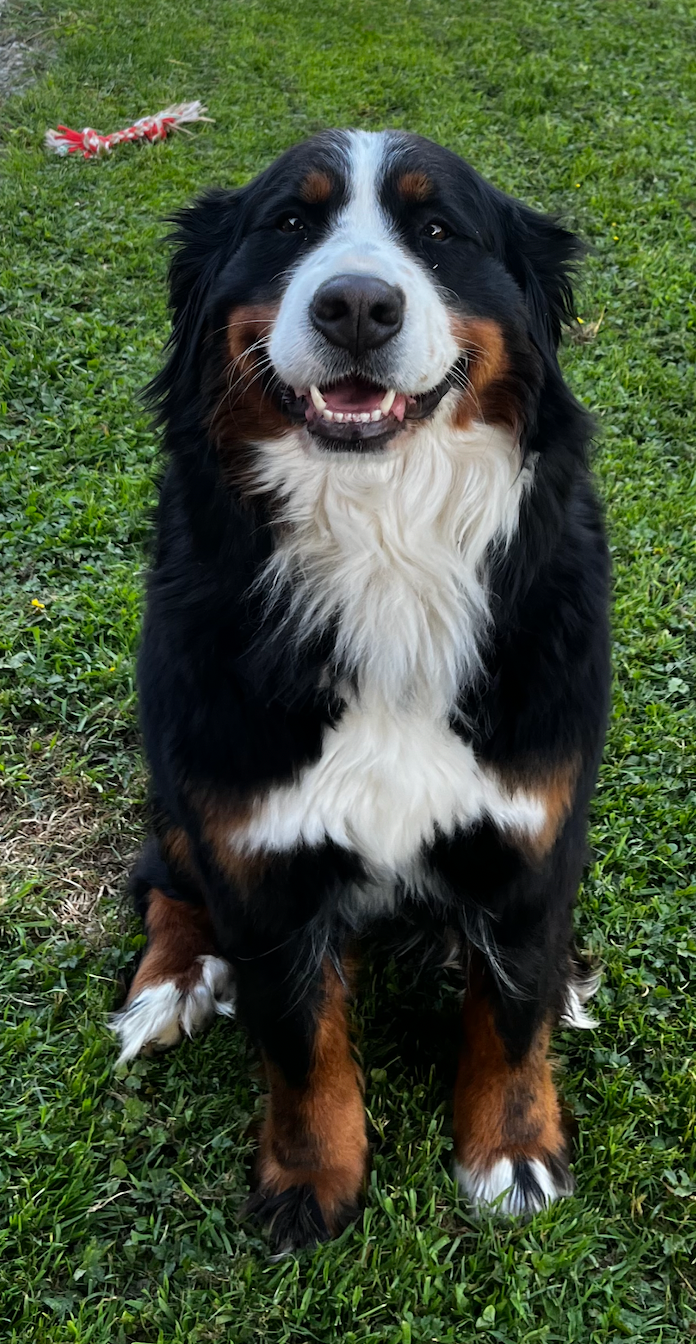 Sibelle (Sans Affixe)