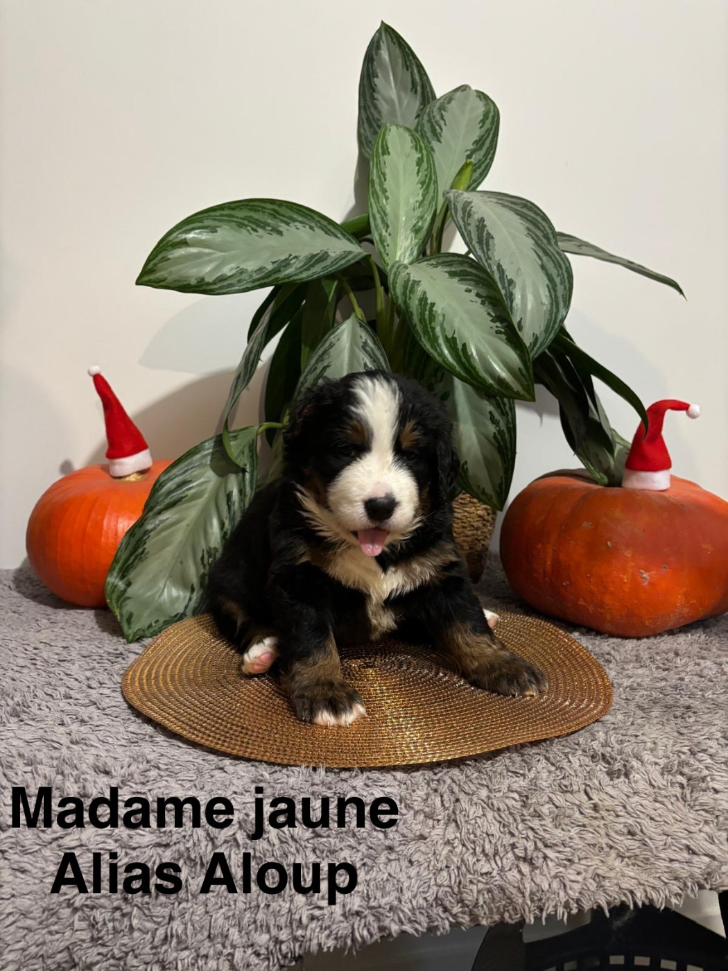 De La Futaie Aux Saules - Bouvier Bernois - Portée née le 23/10/2025