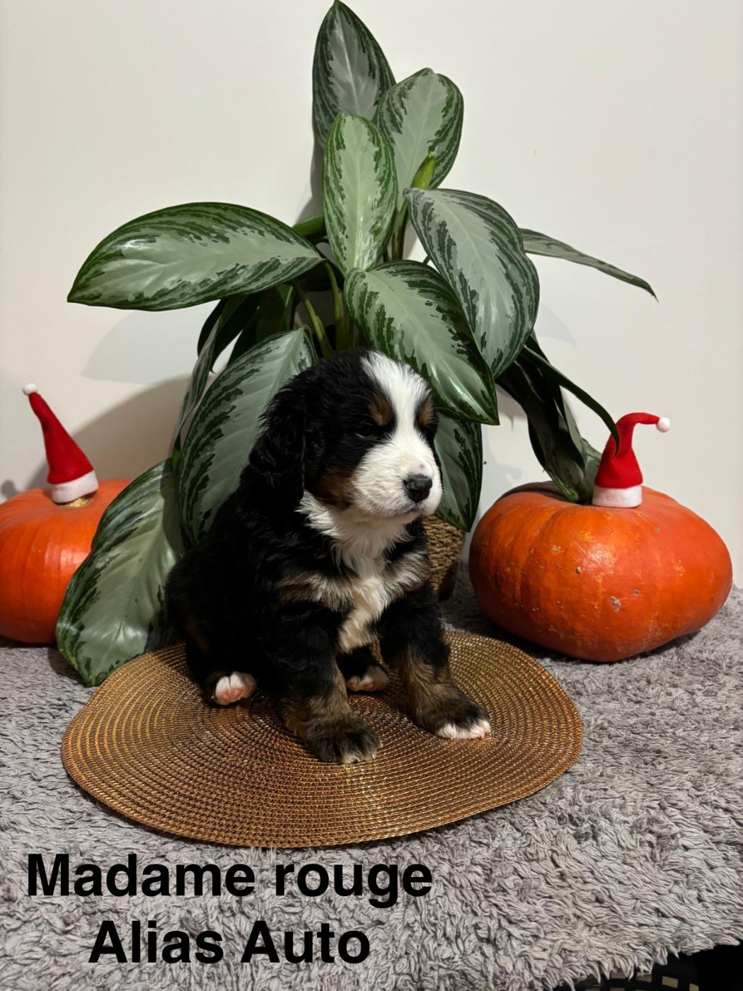 De La Futaie Aux Saules - Chiots disponibles - Bouvier Bernois