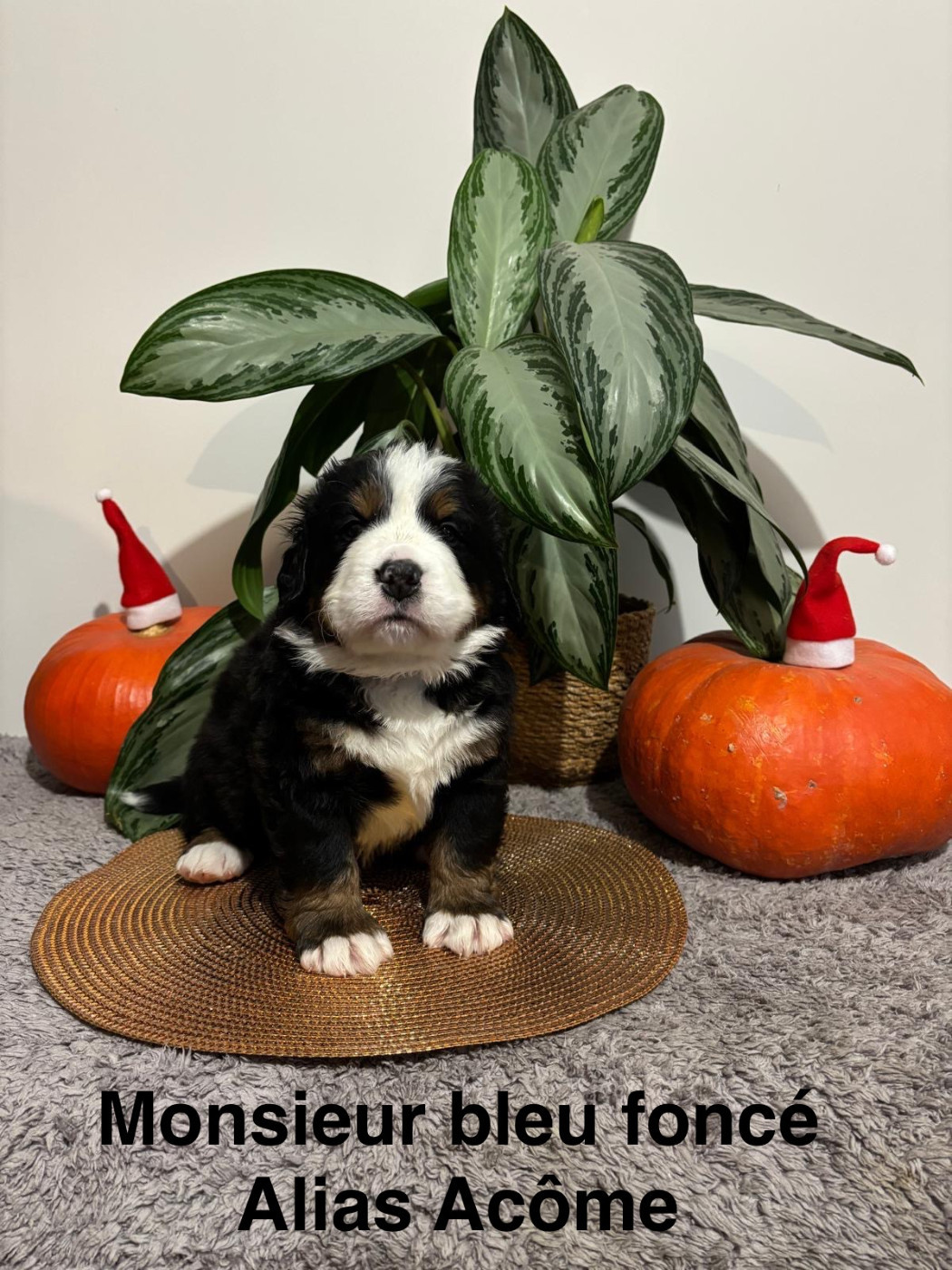 De La Futaie Aux Saules - Chiots disponibles - Bouvier Bernois